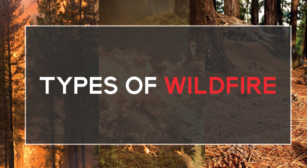 Three images of forests: 2 on fire & 1 with dry pine needles littering the ground. The title 'Types of Wildfire' is over these images.