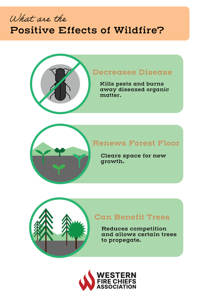 A list of positive effects of wildfire: decreases disease, renews forest floor, & can benefit trees.