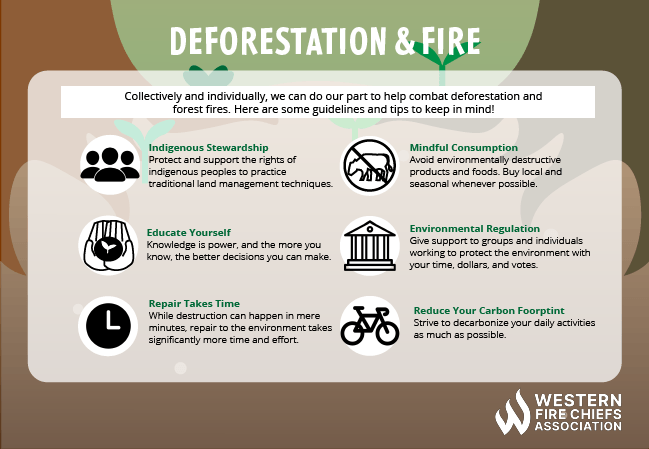 8 Impactful Ways to Stop Deforestation & Safeguard Our Forests – ecoHiny