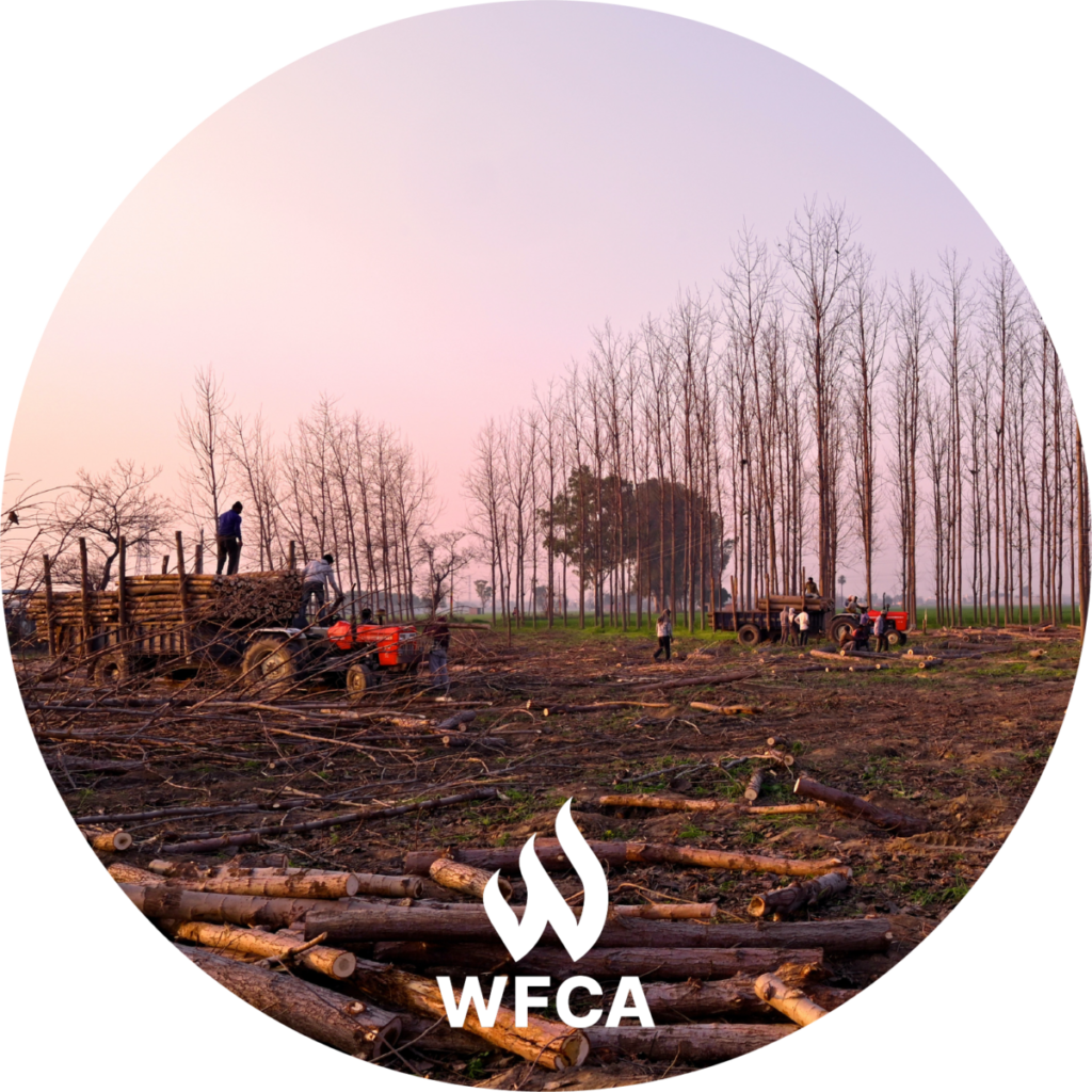 what-is-the-relationship-between-deforestation-and-forest-fires-wfca