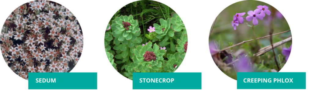 3 plants: sedum (pink flower clusters), stonecrop (thick green leaves growing up short stalks), creeping phlox (small purple flowers).