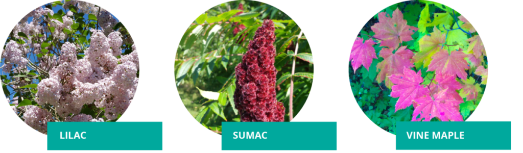 3 plants: lilac (white flower clusters), sumac (green blade-like leaves & red flower clusters), vine maple (leaves fading green to purple).