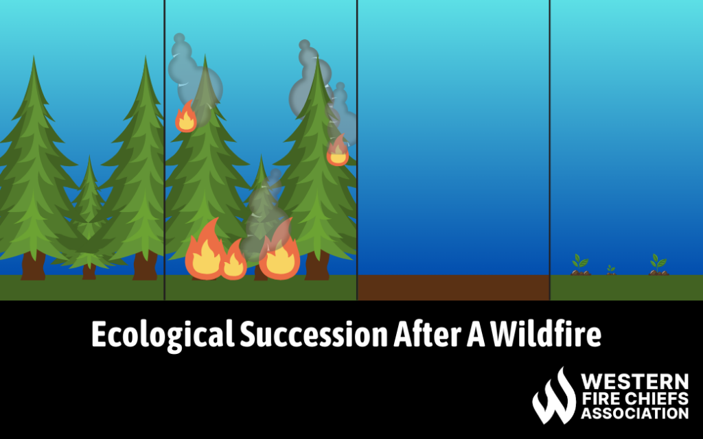 Ecological Succession after a wildfire - four cycles shown, vegetation, fire burning, no vegetation but soil burn, then re growth showing 