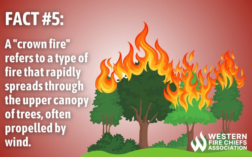 Wildfire Facts - Burning Trees - Crown Fire and defination