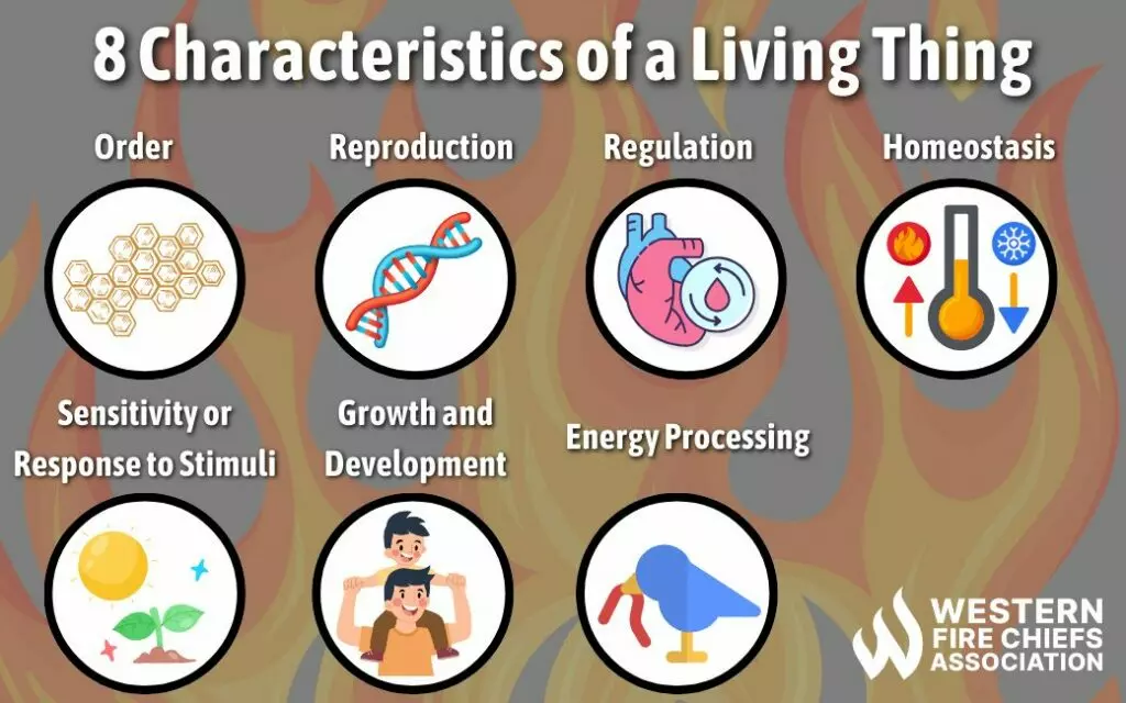 Is Fire Alive? | WFCA